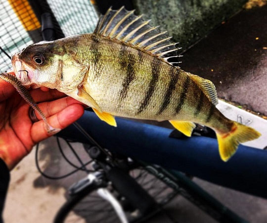 Angler Markt