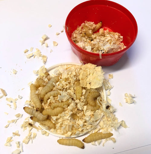 Bienenmade Angelraupe ca. 30 bis 40 Stück Angelkoeder online kaufen