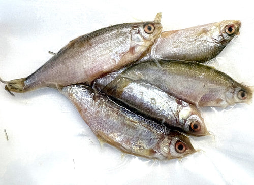 Koederfische-rotaugen-6-bis-9-cm-gefroren-deadbait-angelkoeder-kaufen