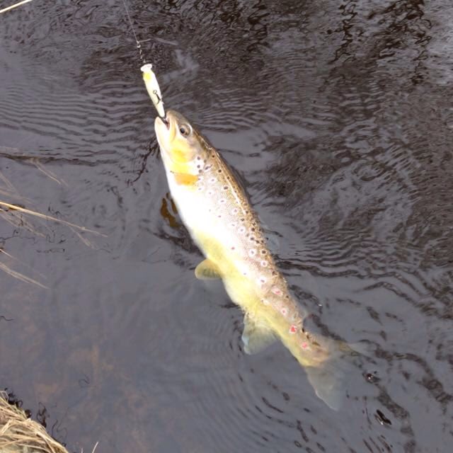 Set de 5 poissons nageurs pour la truite en ruisseau