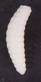 Teignes blanches artificielles 20 pcs.