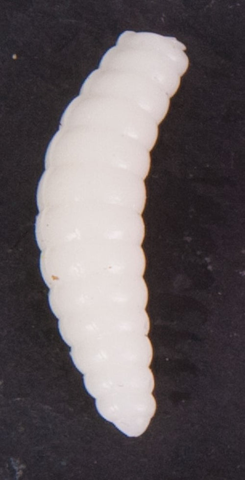 Bienenmaden weiß künstlich 20 Stck.