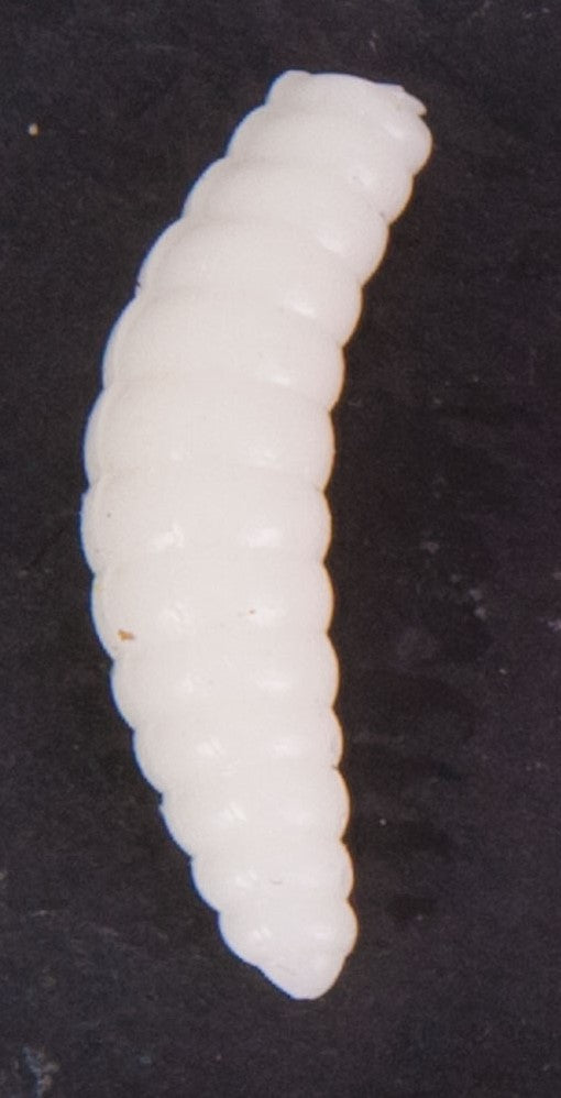 Bienenmaden weiß künstlich 20 Stck.