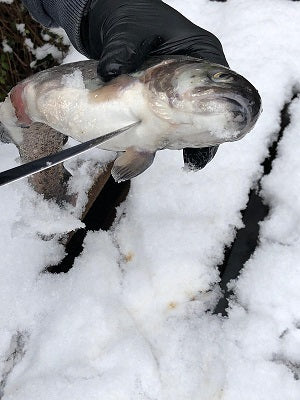 Angler Markt