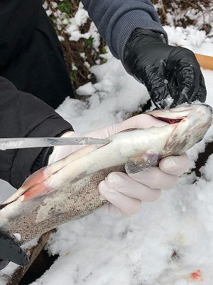 Angler Markt