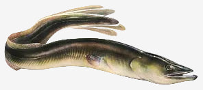 Angler Markt