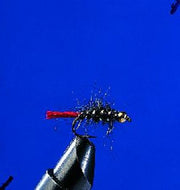 Mouche nymphe tête dorée - noir
