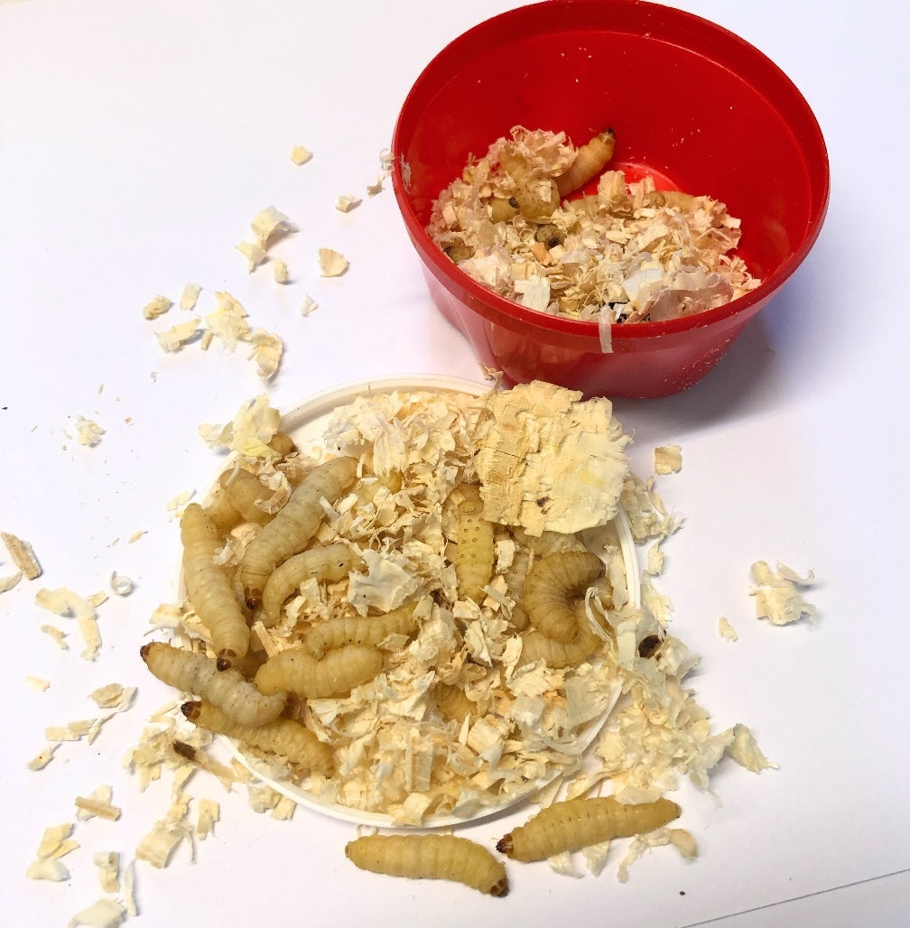 Bienenmade Angelraupe ca. 30 bis 40 Stück Angelkoeder online kaufen