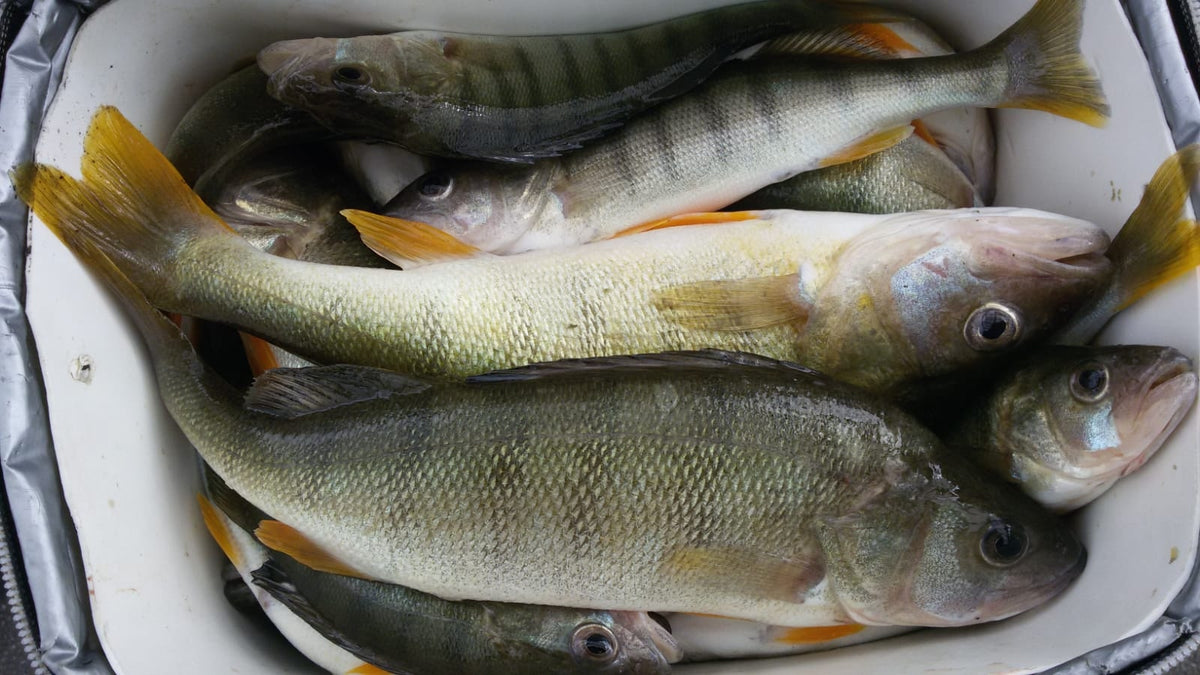 Hegène Fischli 5 empiles avec imitations de poissons