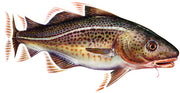 Jigkopf Fischkopf 6/0 - 50 Gramm