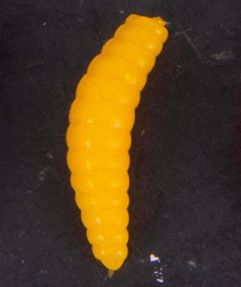 Bienenmaden gelb künstlich 20 Stück | Angelraupe