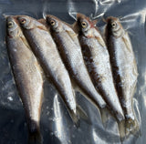 ukelei-lauben-koederfische-5-stueck-online-kaufen-guenstig-onlineshop