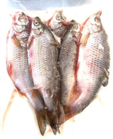rotaugen-koederfische-deadbait-15-bis-20-cm-angelkoeder-kaufen-online