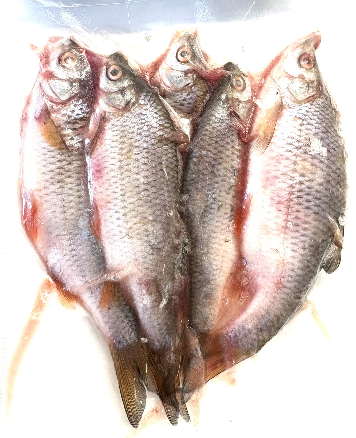 rotaugen-koederfische-deadbait-15-bis-20-cm-angelkoeder-kaufen-online