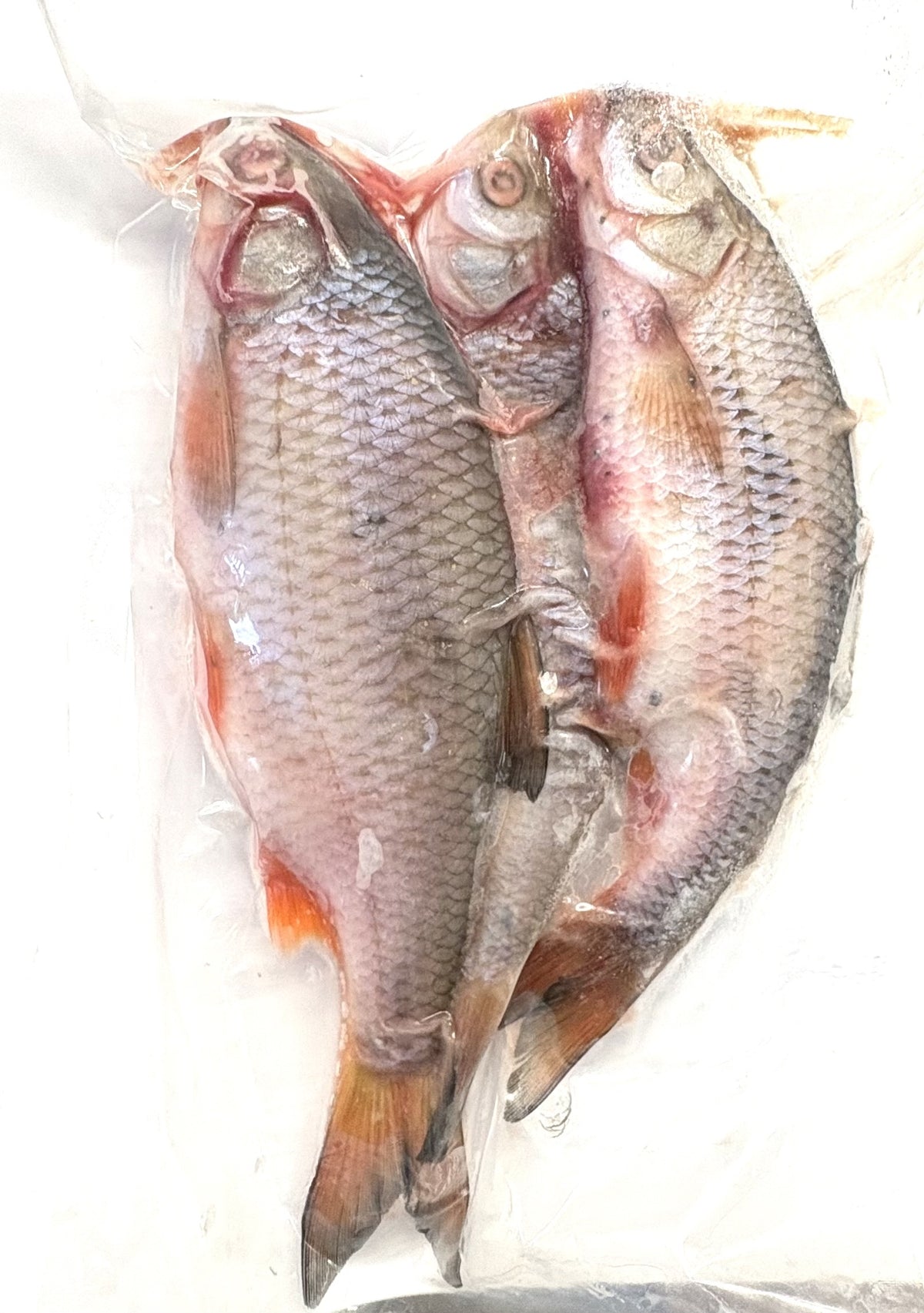 koederfisch-angelkoeder-online-kaufen-guenstig