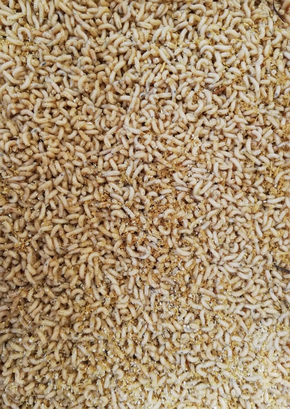 Maden für Angelzwecke ca. 550 Gramm
