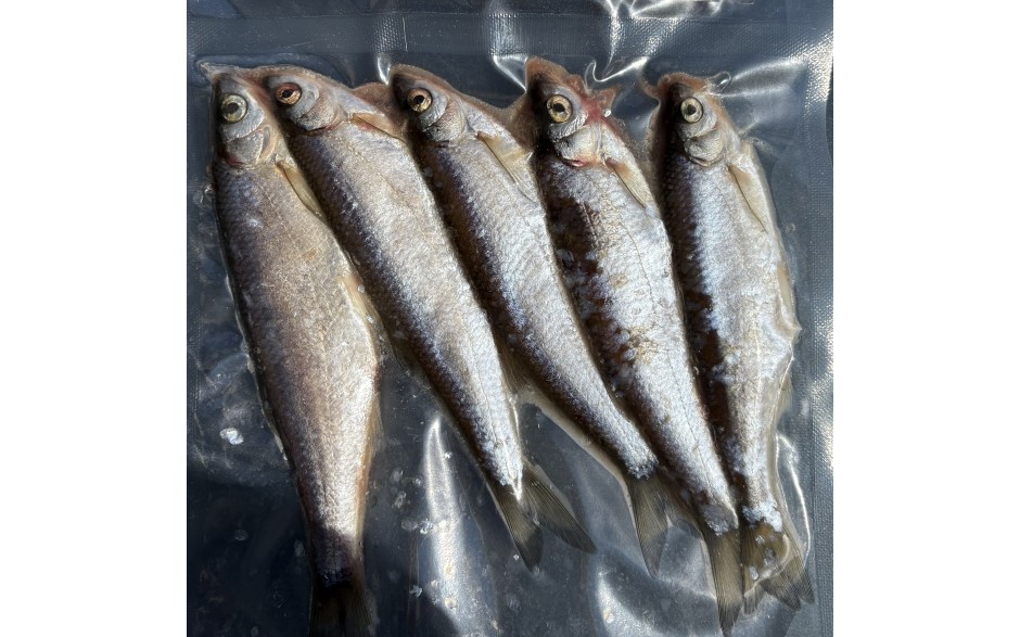 ukelei-lauben-koederfische-5-stueck-online-kaufen-guenstig-onlineshop