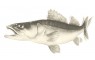 keitech-easy-shiner-5-ayu-5-stueck-1