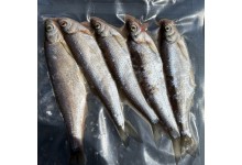 ukelei-lauben-koederfische-5-stueck-online-kaufen-guenstig-onlineshop
