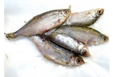 Koederfische-rotaugen-6-bis-9-cm-gefroren-deadbait-angelkoeder-kaufen