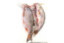 koederfisch-angelkoeder-online-kaufen-guenstig