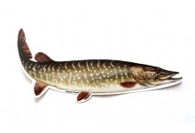 jenzi-aufkleber-hecht-motiv-angelaufkleber-aufkleber-fuer-angler-und-auto